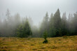 © Pellinni - foggy nature scenery in the morning. spruce forest on the grassy hill. mysterious atmosphere