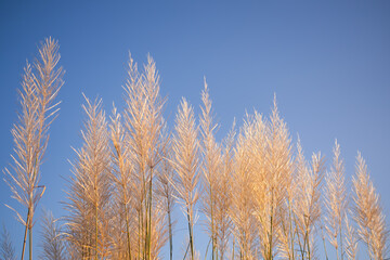  Feather Pennisetum or mission grass flowers meadow on blue sky background. free space outdoor nature landscape daytime. autumn or winter season, save environment concept.