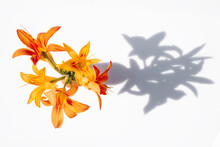 A Bouquet Of Orange Daylilies Flowers On A White Background With Hard Long Shadows. Flat Lay.