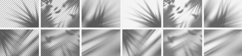 Template. Realistic set of tropical nature shadow overlays isolated on transparent and normal background for presentation. Transparent realistic shadow of tropical leaf. Vector illustration Eps10