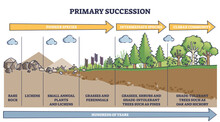 Primary Succession And Ecological Growth Process Stages Outline Diagram. Labeled Educational Species Progress Explanation With Time Axis For Organic Matter Long Term Formation Vector Illustration.