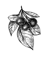 Wall Mural - Cherry ink sketch.