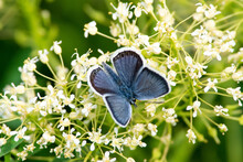 Plebejus Argus Sit On The Flower And Grass, Summer And Spring Scene. 
Silver-studded Blue Butterfly