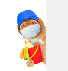 Poster - Puppy  wearing medical protective face mask and red hat  looks from behind empty white banner and holds bucket with  washing fluids and rags in paws. isolated on white background