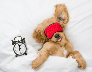Poster - Funny English Cocker Spaniel puppy wearing sleeping mask sleeps on a bed at home near alarm clock. Top down view