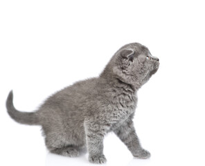 Canvas Print - Baby kitten sits and looks away and up on empty space. isolated on white background