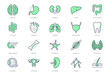 Organs line icons. Vector illustration include icon - muscle, liver, stomach, kidney, urinary, eyeball, bone, lung, neuron outline pictogram for human anatomy. Green color, Editable Stroke