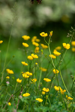 Ranunculus Acris Plant Flower.
Meadow Buttercup Or Tall Buttercup Or Common Buttercup Or Giant Buttercup Yellow Flower