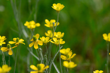 Ranunculus Acris Plant Flower.
Meadow Buttercup Or Tall Buttercup Or Common Buttercup Or Giant Buttercup Yellow Flower