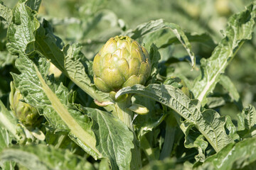 A close up view of ripe Artichoke (Cynara cardunculus ) in a field of Artichokes. Spring time