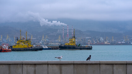 Pigeons and gulls. Drama