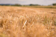 stubble field wheat mowed down