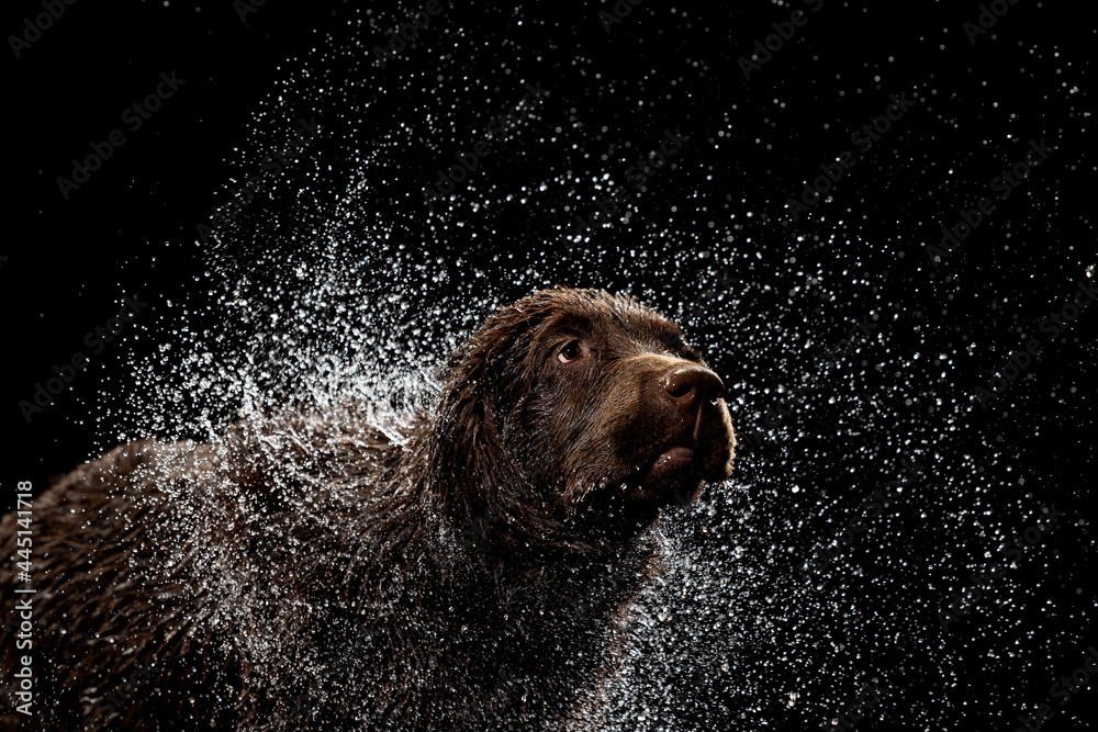 Water splashes. Portrait of chocolate color big Labrador dog playing, bathing isolated over dark background. Beauty and grace. - obrazy, fototapety, plakaty 