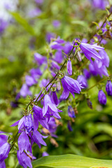 Wall Mural - Creeping Bellflower