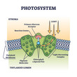 Photosystem process as chemical light absorption in plants outline diagram. Photosynthesis thylakoid lumen and stroma closeup with photochemistry explanation in educational scheme vector illustration.
