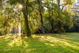 Fototapeta Panele - golden autumn season, beautiful park in a sunny morning in fall season