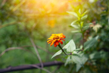 Wall Mural - Close-up of orange zinnia elegans flower