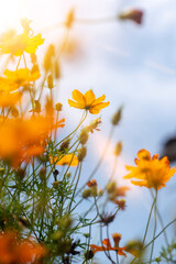 Wall Mural - Close-up of orange Cosmos flower