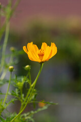 Wall Mural - Close-up of orange Cosmos flower