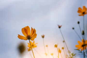 Wall Mural - Close-up of orange Cosmos flower