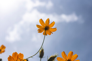 Wall Mural - Close-up of orange Cosmos flower