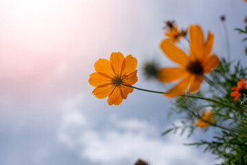 Wall Mural - Close-up of orange Cosmos flower