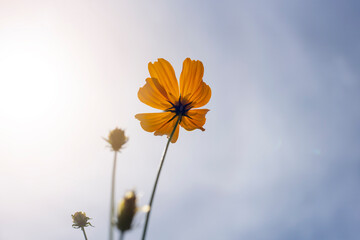 Wall Mural - Close-up of orange Cosmos flower