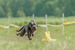 © Aleksandr Tarlokov - Pit Bull running straight at the camera