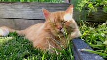 Ginger Cat Resting On The Mown Grass