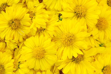 Wall Mural - Closed up of yellow color Chrysanthemum flower pattern background