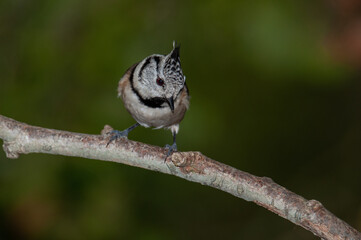 Canvas Print - A crested tit perched in a branch