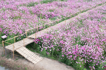 Wall Mural - background field aster of cosmos flower bloom gardens