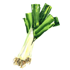 Wall Mural - Large leeks, King Richard Leek, ripe organic vegetable, close-up, vegetarian food, package design element, isolated, hand drawn watercolor illustration on white background