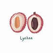 © Maryna - Vector illustration of two halves of a lychee fruit. Cut Chinese plum. The bone inside the lychee. Isolated on white background.