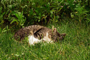 Sticker - Closeup shot of a sleeping cat