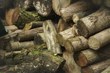 Sticker - Closeup shot of a pile of fresh firewood