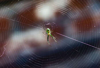 Venusta Orchard Spider