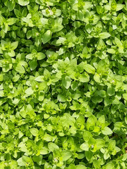 Wall Mural - green leaves wall background,weed plant.grass growing outdoors against field against glowing lights