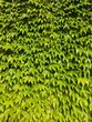zielona sciana porosnieta bluszczem