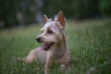 A Beautiful Young Yorkshire Terrier Walks In The Evening In The Park.