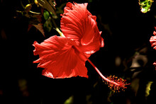 Side View Of Dramatic Red Hibiscus Flower In Bloom On Plant