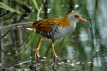 Bird - Western Water Rail ( Rallus Aquaticus ) Moves Quickly Through Shallow Water In Thickets Of Reeds On An Early Cloudy Summer Morning. Close-up.
