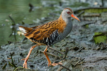Bird - Western Water Rail ( Rallus Aquaticus ) Moves Quickly Through Shallow Water In Thickets Of Reeds On An Early Cloudy Summer Morning. Close-up.