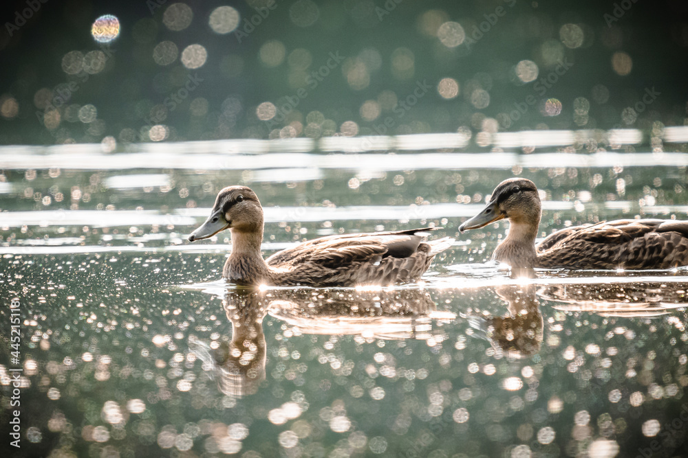 Couple of ducks floating on the water surface. - obrazy, fototapety, plakaty 
