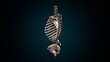 3d illustration of human skeleton axial skeleton anatomy.