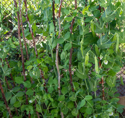 Wall Mural - Selective focus on fresh bright green pea pods on a pea plants in a garden.