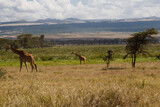 Fototapeta Sawanna - giraffes in the savannah
