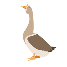 Canadian Goose Vector Illustration, Flat Style , Side