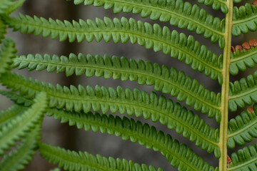 Wall Mural - Fern leaves close up. Forest plants in bloom. Flora. 