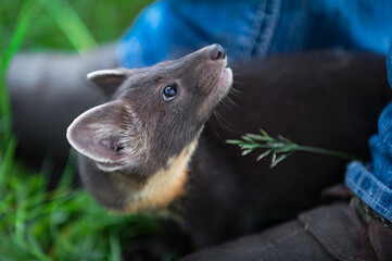 Wall Mural - american pine marten (martes americana) stands between human feet looking up summer